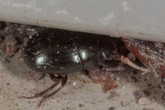 Pseudocanthon perplexus