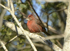 Coryphospingus cucullatus