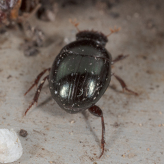 Pseudocanthon perplexus