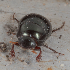 Pseudocanthon perplexus