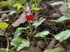 Geophila repens