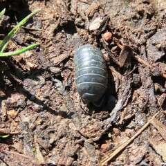 Armadillidium vulgare