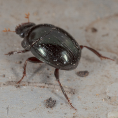 Pseudocanthon perplexus