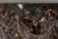 Pseudocanthon perplexus