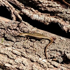 Pseudemoia entrecasteauxii