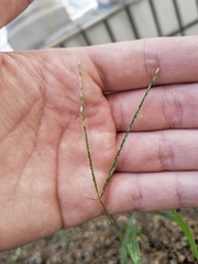 Digitaria radicosa