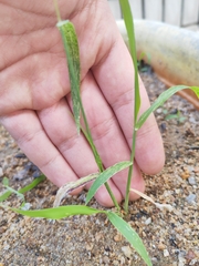 Digitaria radicosa