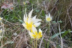 Erythronium multiscapideum