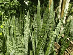 Sansevieria trifasciata