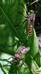 Promachus vertebratus