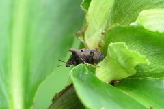 Aeschrocoris ceylonicus