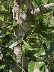 Crescentia alata