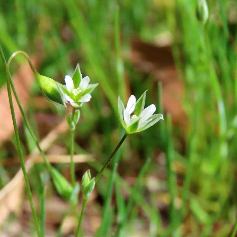 Moenchia erecta