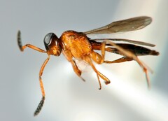 Scelioninae