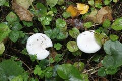 Clitocybe nebularis alba
