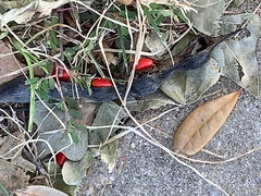 Erythrina herbacea