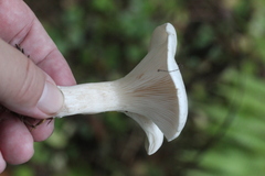 Clitocybe nebularis alba