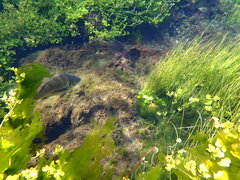 Acanthopagrus butcheri