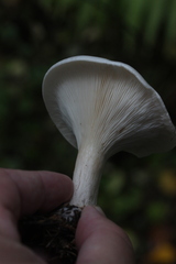 Clitocybe nebularis alba