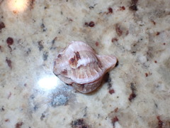 Phyllonotus erythrostomus