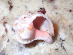 Phyllonotus erythrostomus