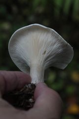 Clitocybe nebularis alba