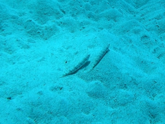 Aulopiformes