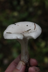 Clitocybe nebularis alba