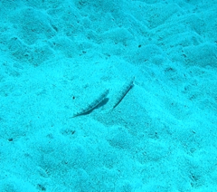Aulopiformes