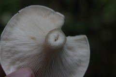 Clitocybe nebularis alba