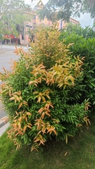 Syzygium hancei
