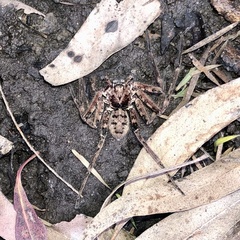 Heteropoda