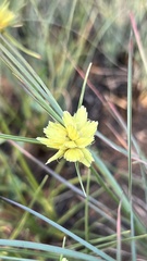Cyperus sphaerocephalus