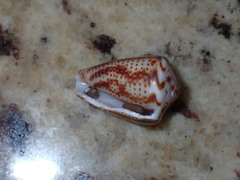 Conasprella perplexa