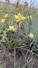 Cyperus sphaerocephalus