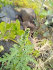 Ambrosia psilostachya