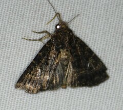 Condica albigera