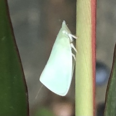 Flatidae