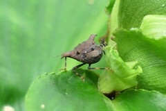 Aeschrocoris ceylonicus