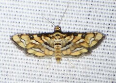 Hileithia magualis