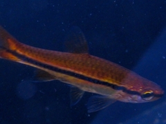 Rasbora einthovenii