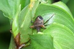 Aeschrocoris ceylonicus