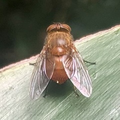 Calliphora ochracea