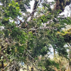 Prumnopitys ferruginea