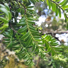 Prumnopitys ferruginea