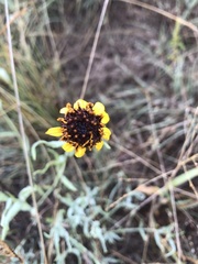 Helianthus ciliaris