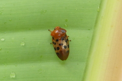 Cosmoscarta septempunctata