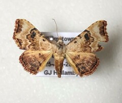 Corgatha molybdophaes