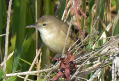 Acrocephalus australis