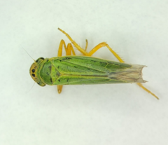Cicadella